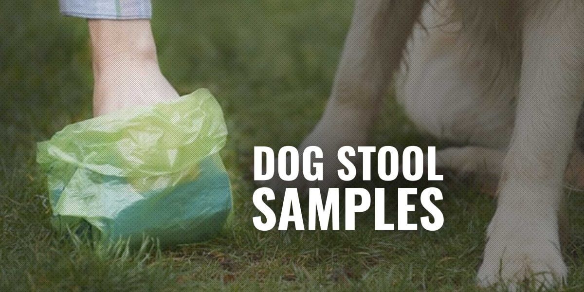 Dog Stool Sample – Tests, Collection, Texture & Fecal FAQ