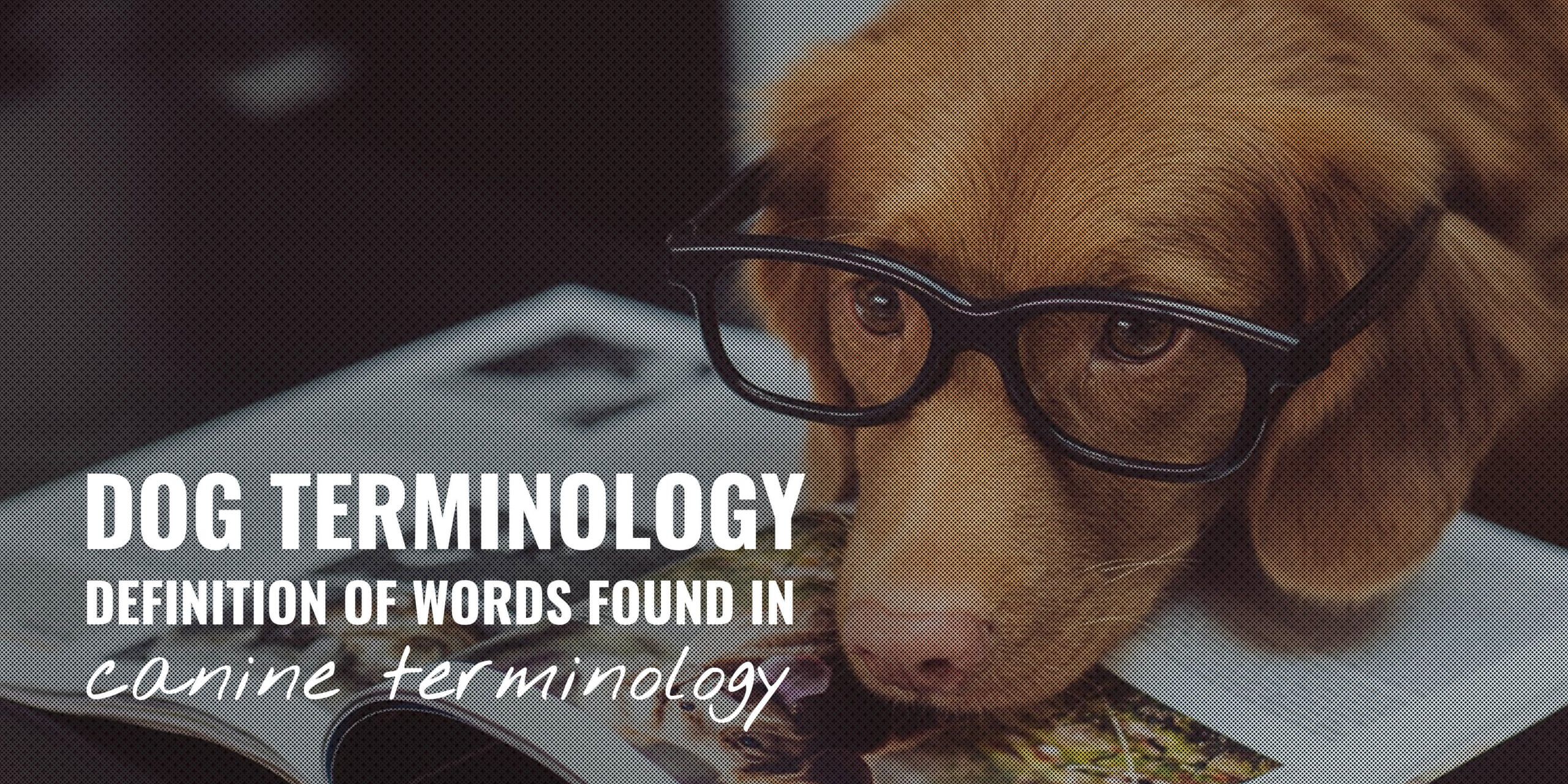 dog and canine terminologydog and canine terminology