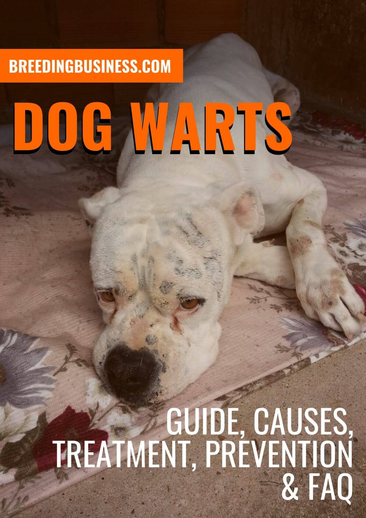 dog warts guide