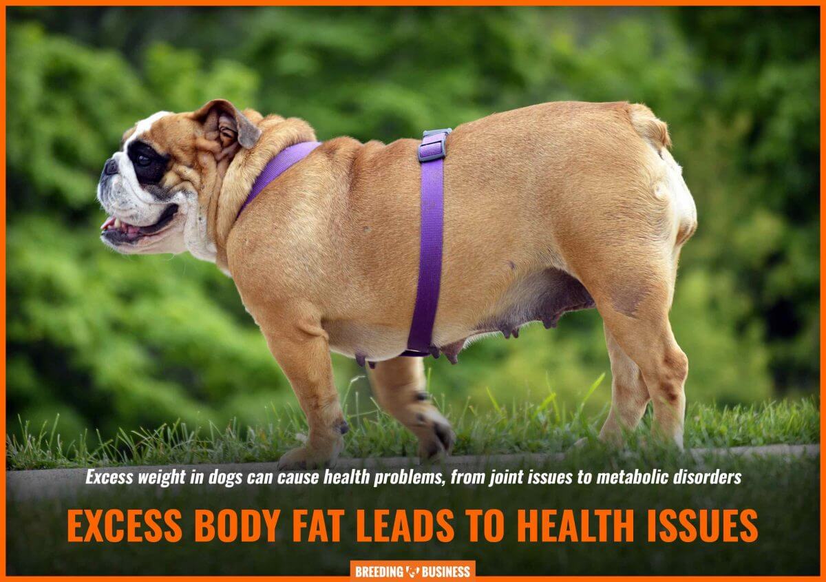 consequences of excess body fat in dogs