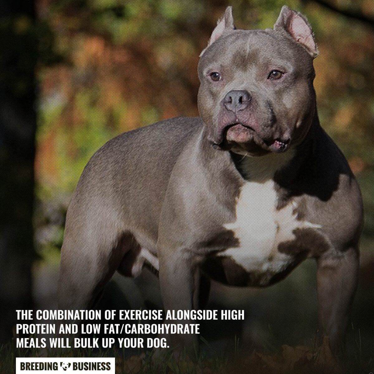 exercise and diet to bulk up a dog