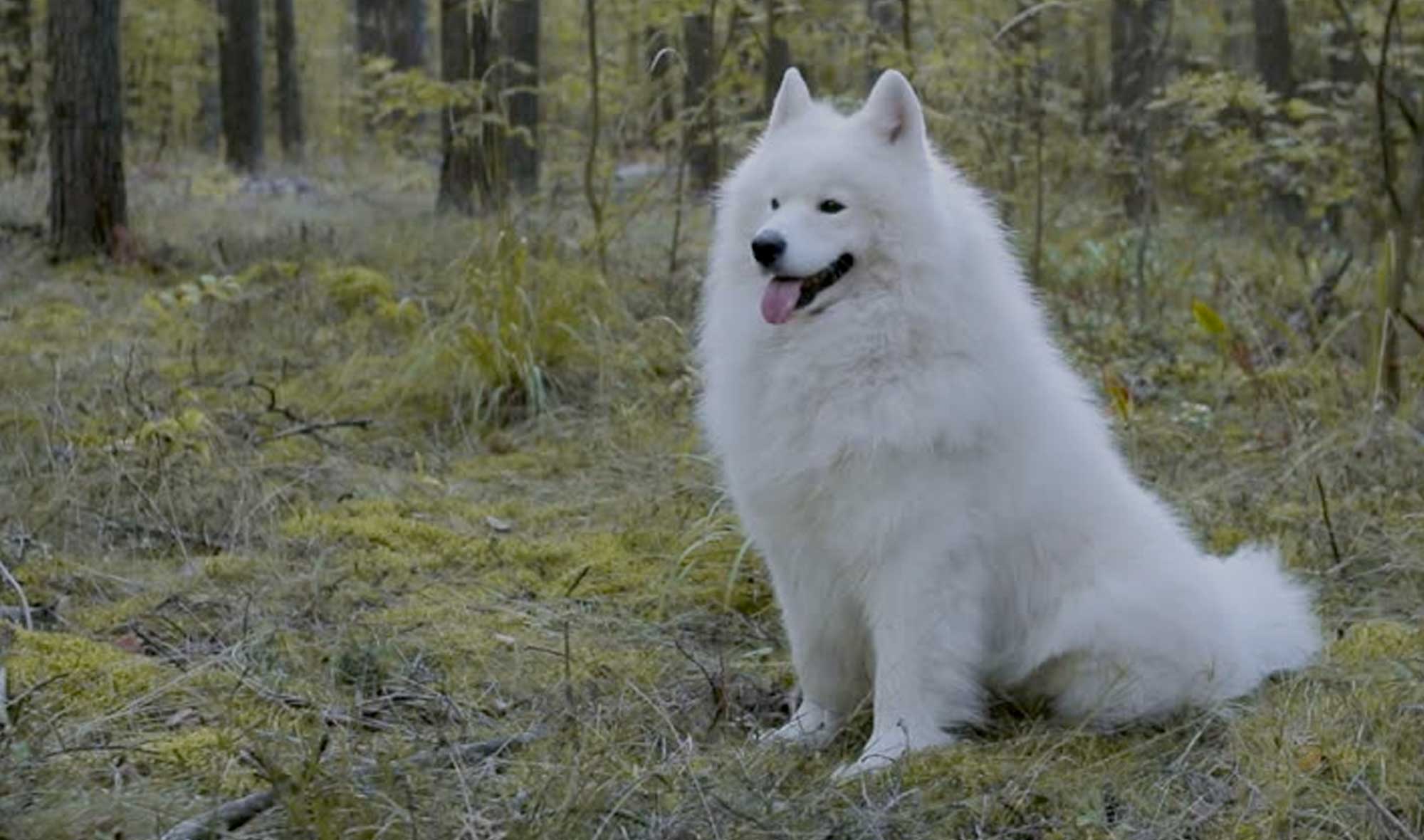 plush puppy puffy dog