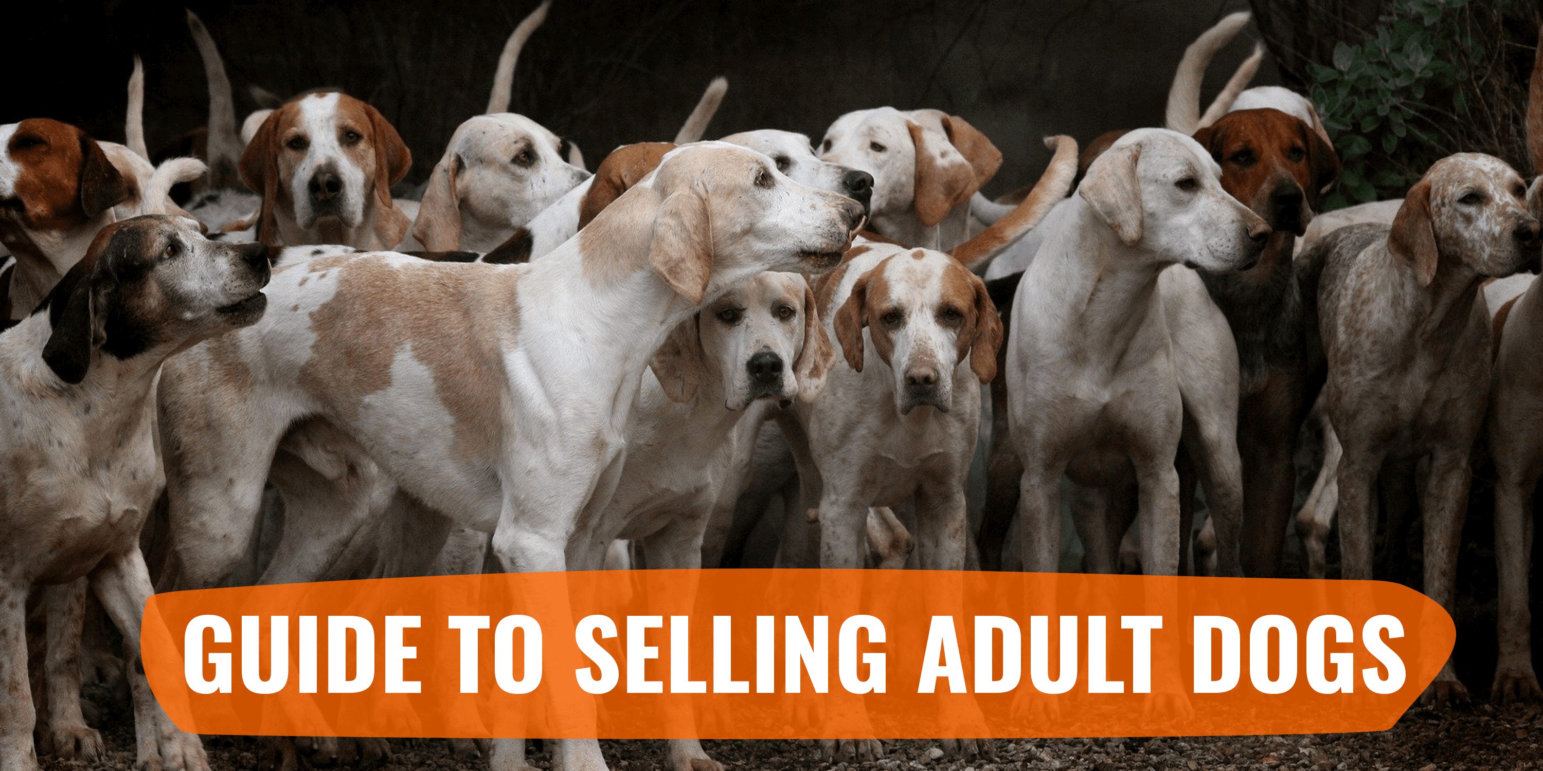 Guide to Selling Adult Dogs – hint: it's harder than selling puppies!