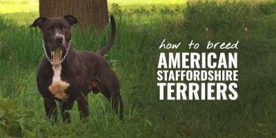 How To Breed American Staffordshire Terriers