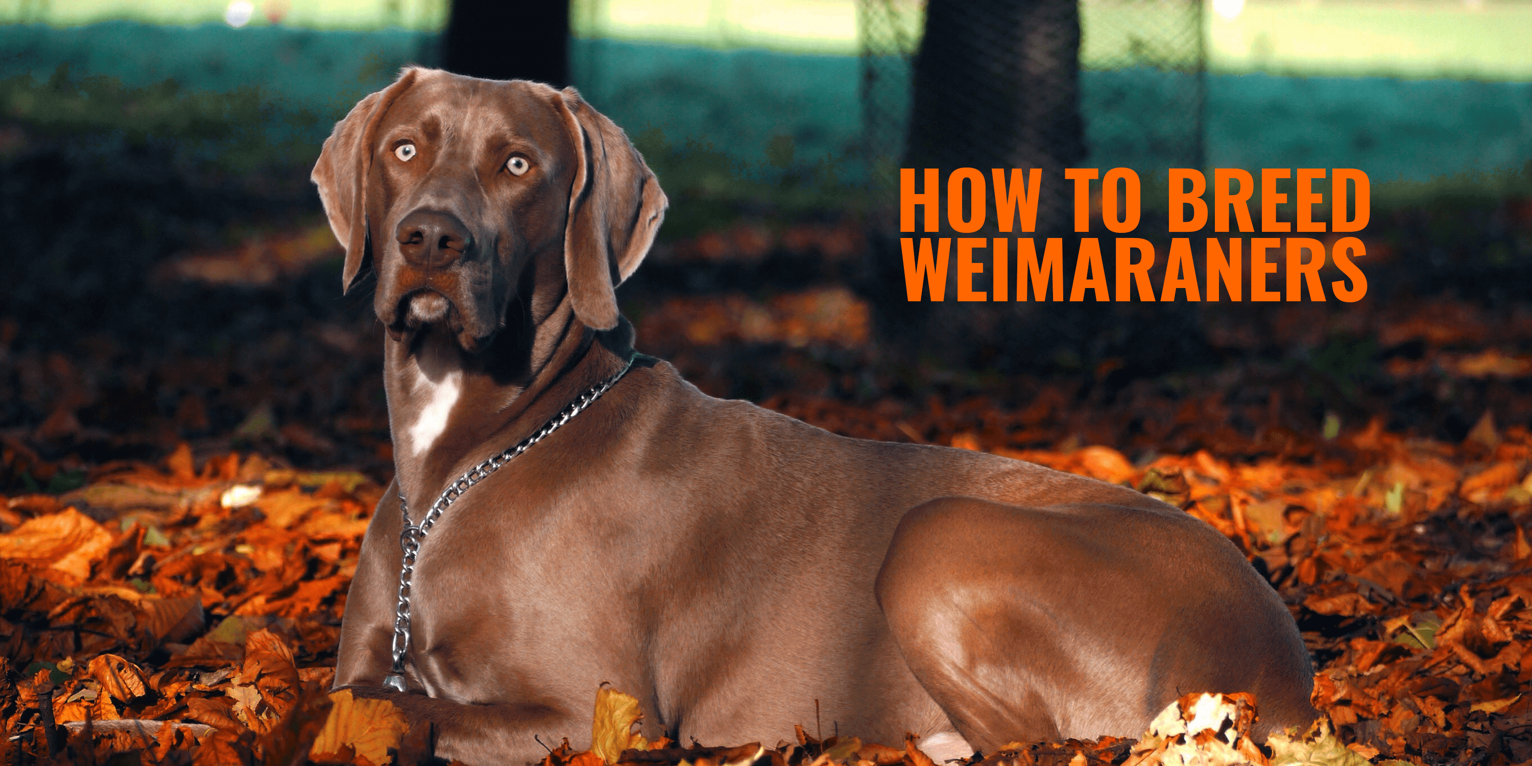How To Breed Weimaraners – History, Health Issues & Best Weimaraner Breeding Practices