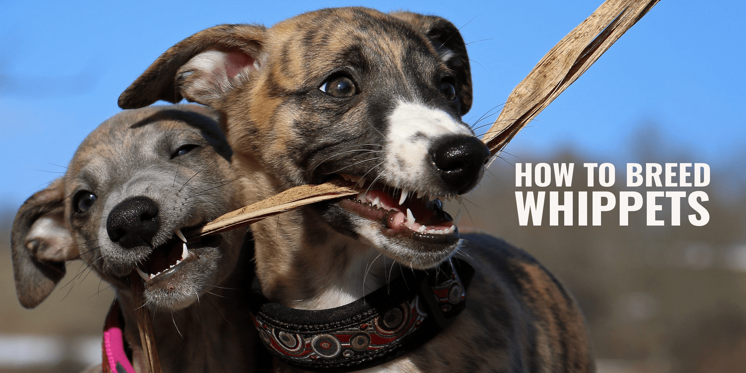 How To Breed Whippets – History, Health Issues & Best Whippet Breeding Practices