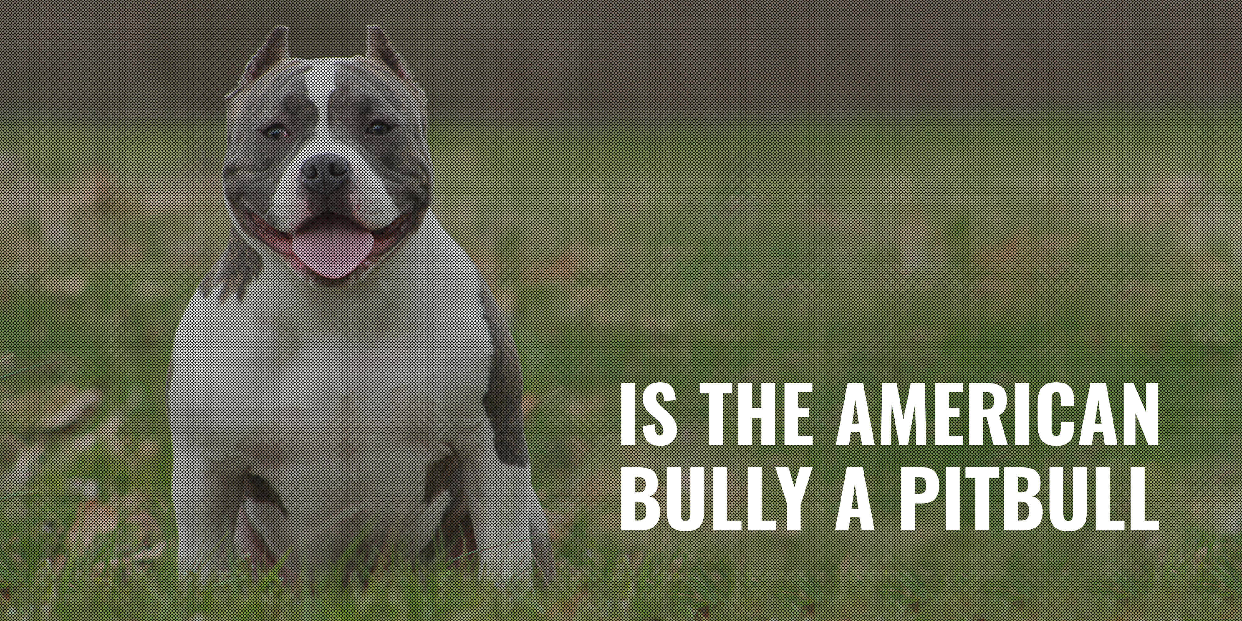 Is the American Bully a Pitbull? - Breeding Business