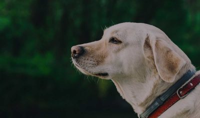 best Labrador dog names