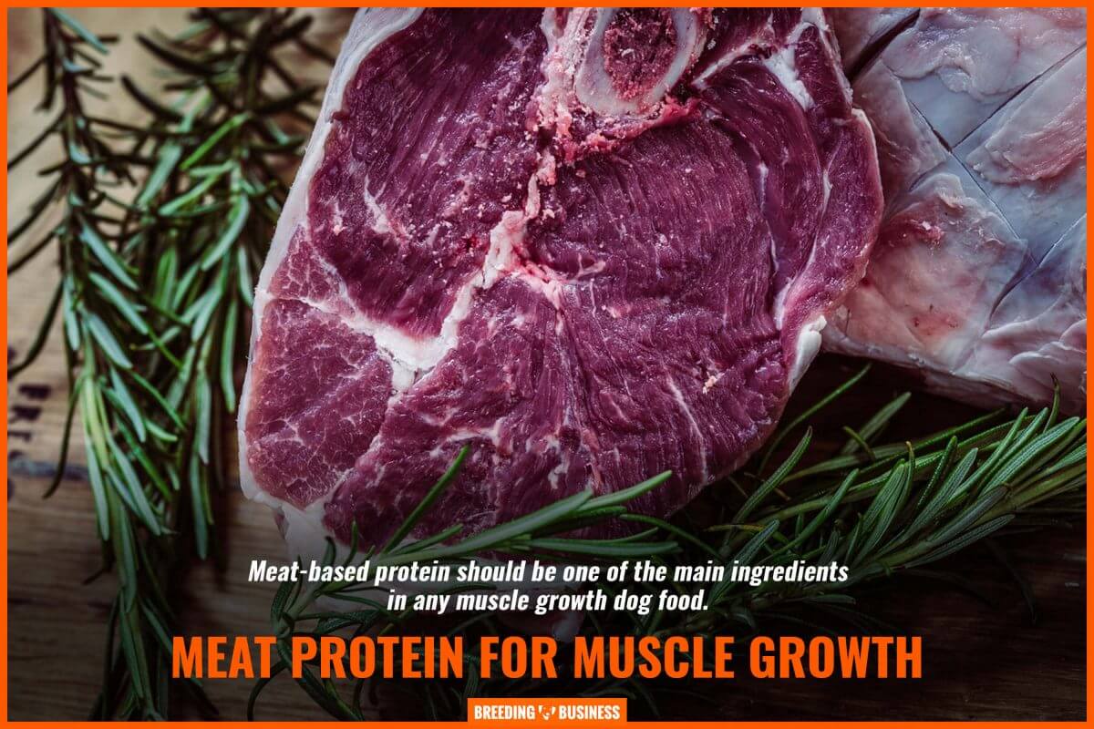 meat protein for muscle growth