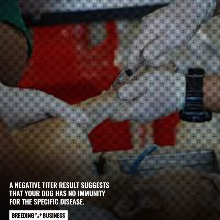 Titer Testing for Dogs – Definition, Cost, Different Types & FAQs