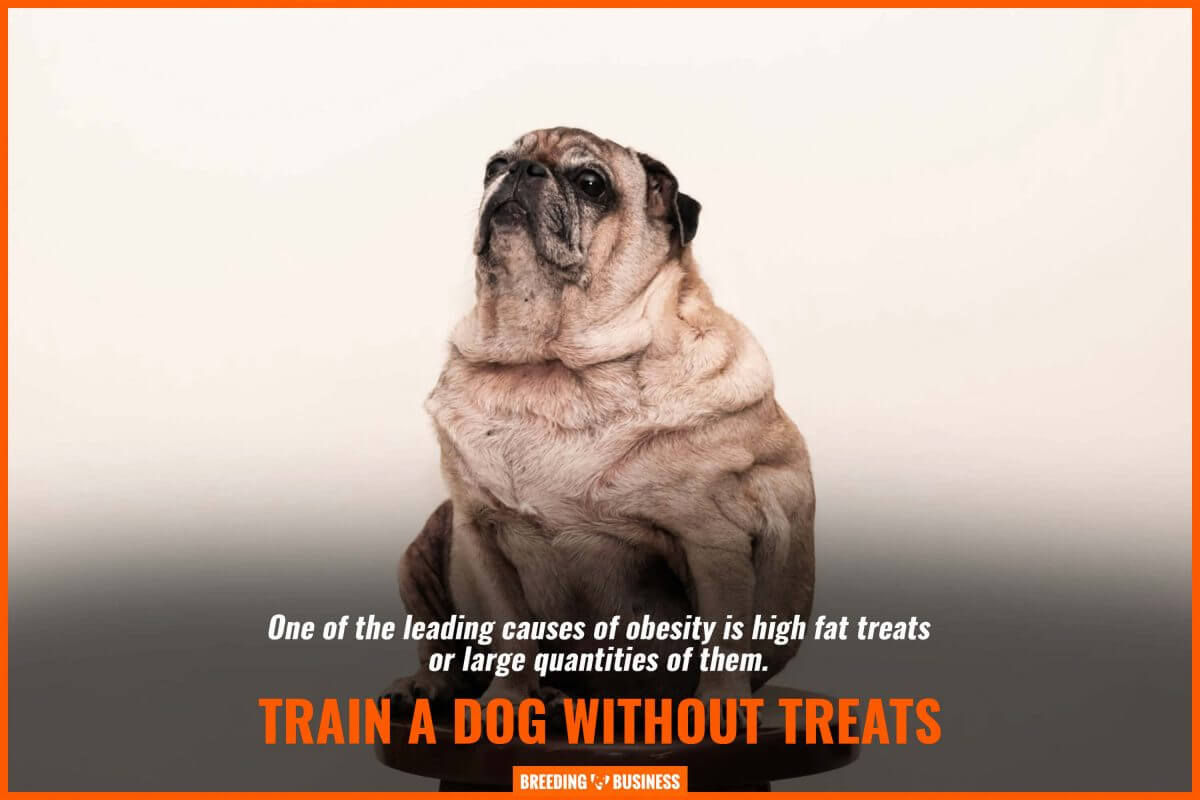 obesity and dog treats
