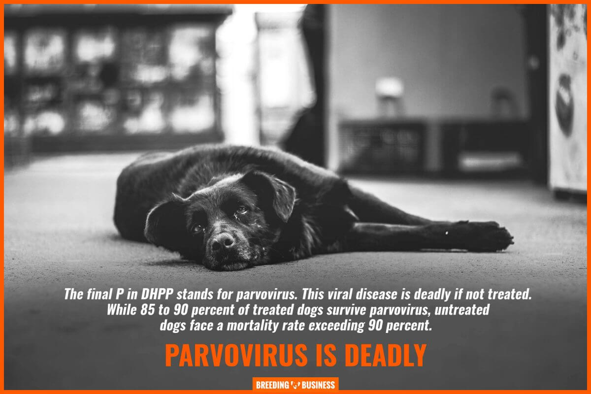 parvovirus is deadly