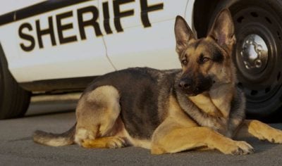 100+ Police Dog Names – Best K9 Military Puppy Names for Cop Dogs!