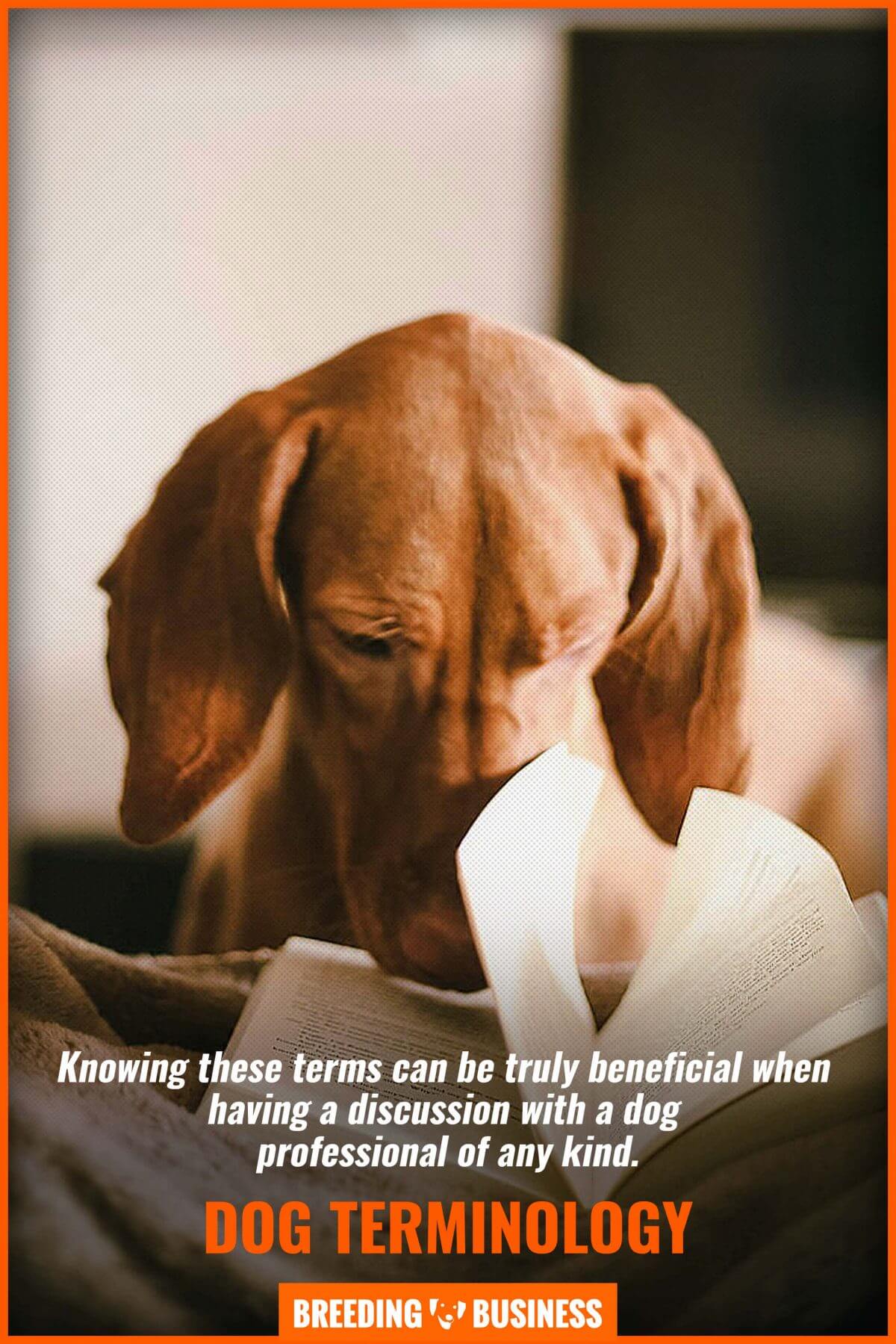 professional terms for dogs