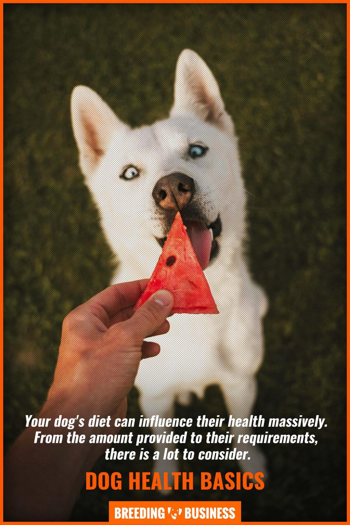 proper diet dog health