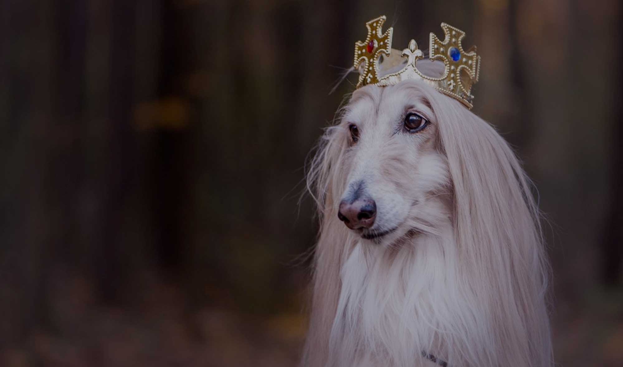 best royal dog names