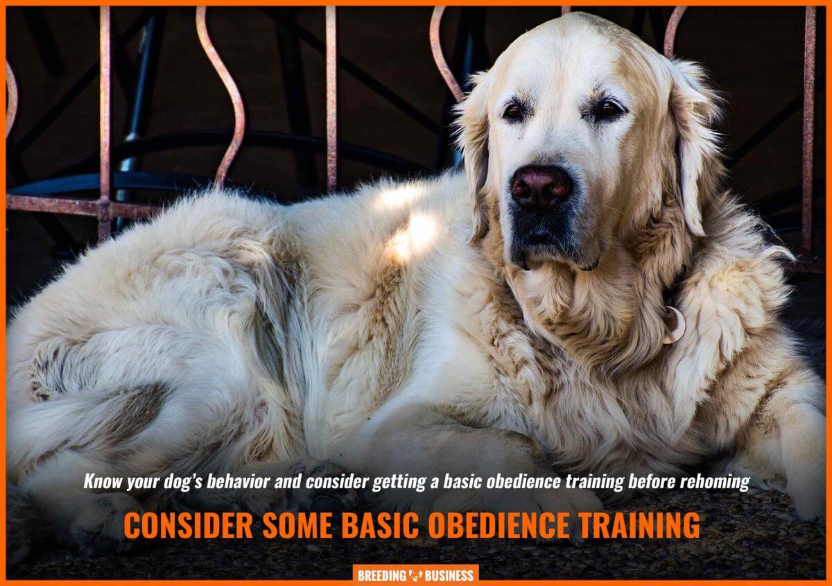 selling adult dog and obedience training
