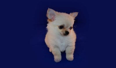List of Short Puppy Name Ideas!