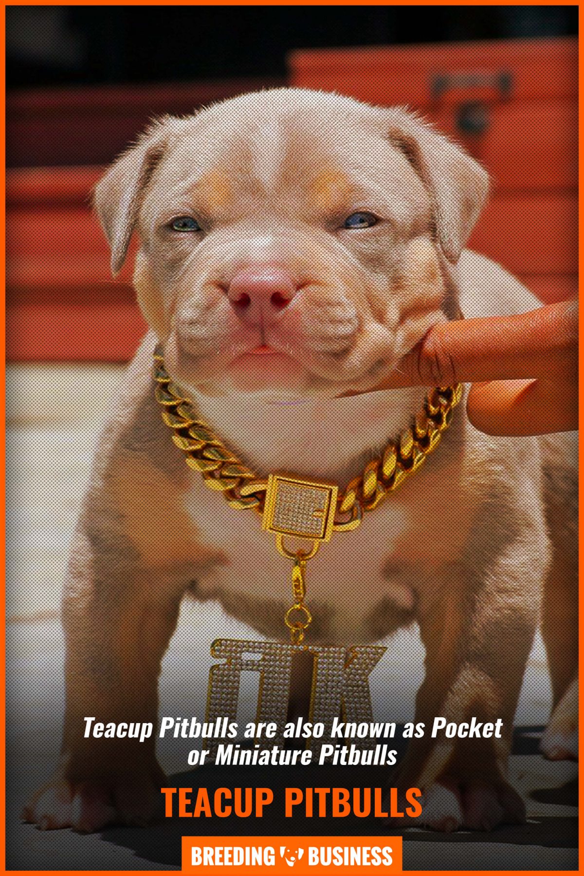 what is the smallest breed of pitbull