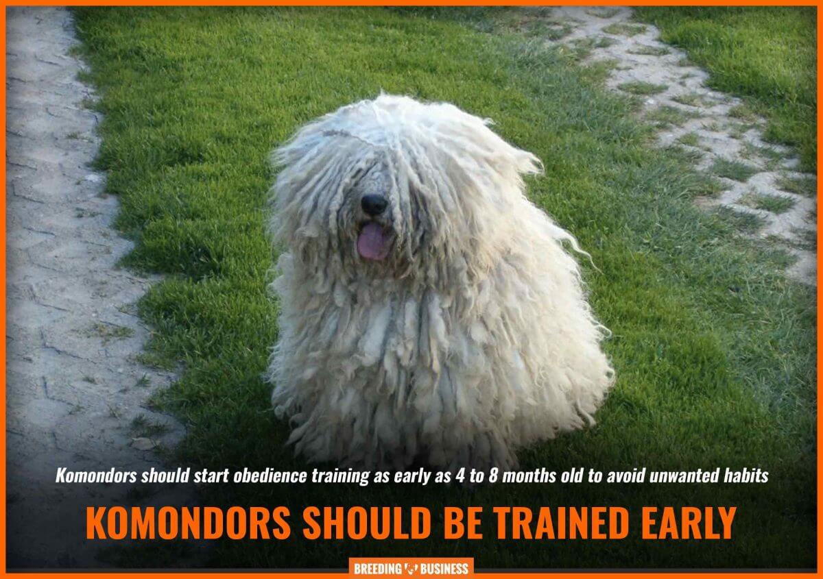 komondor training