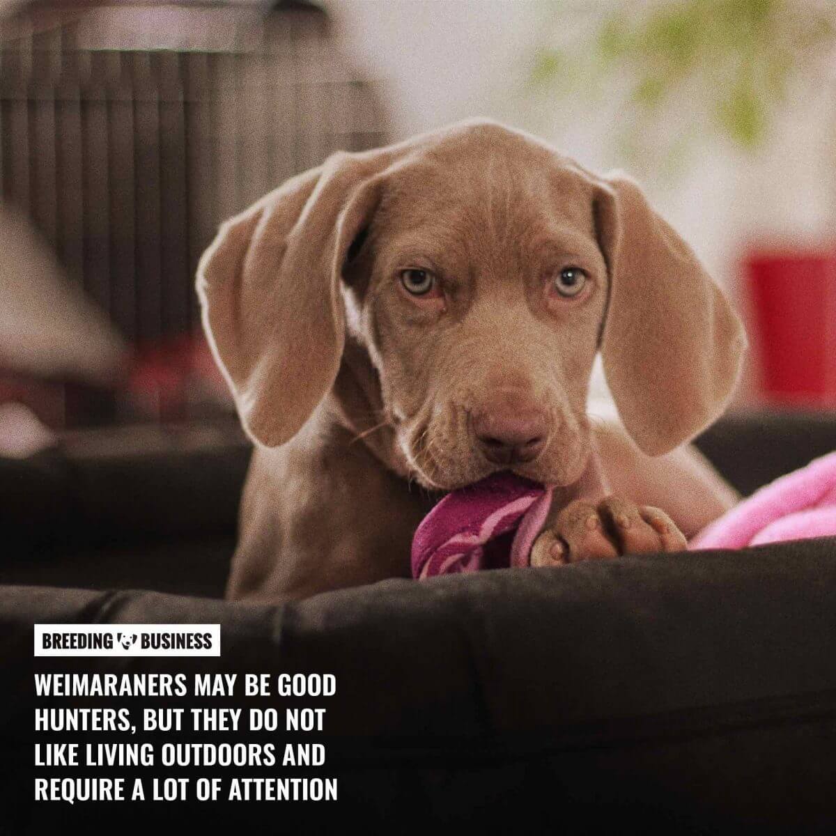 weimaraners prefer indoors to outdoors