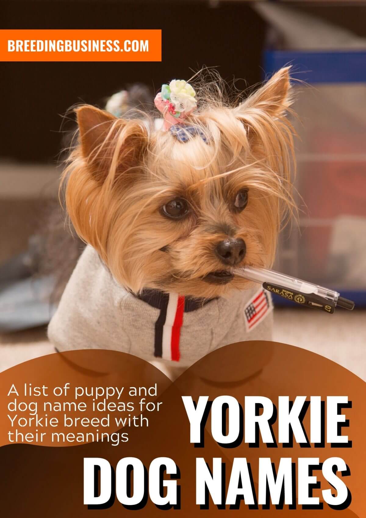 yorkie dog names