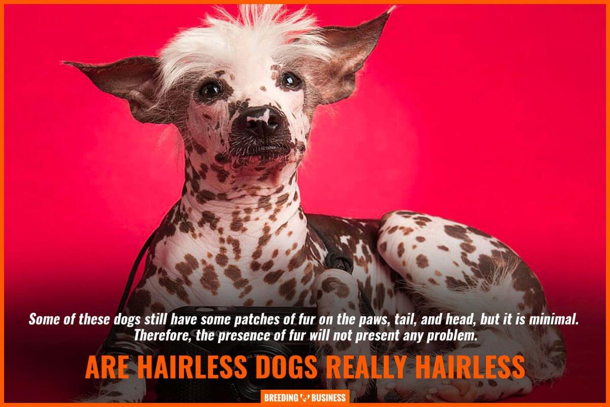 a hairless dog breed