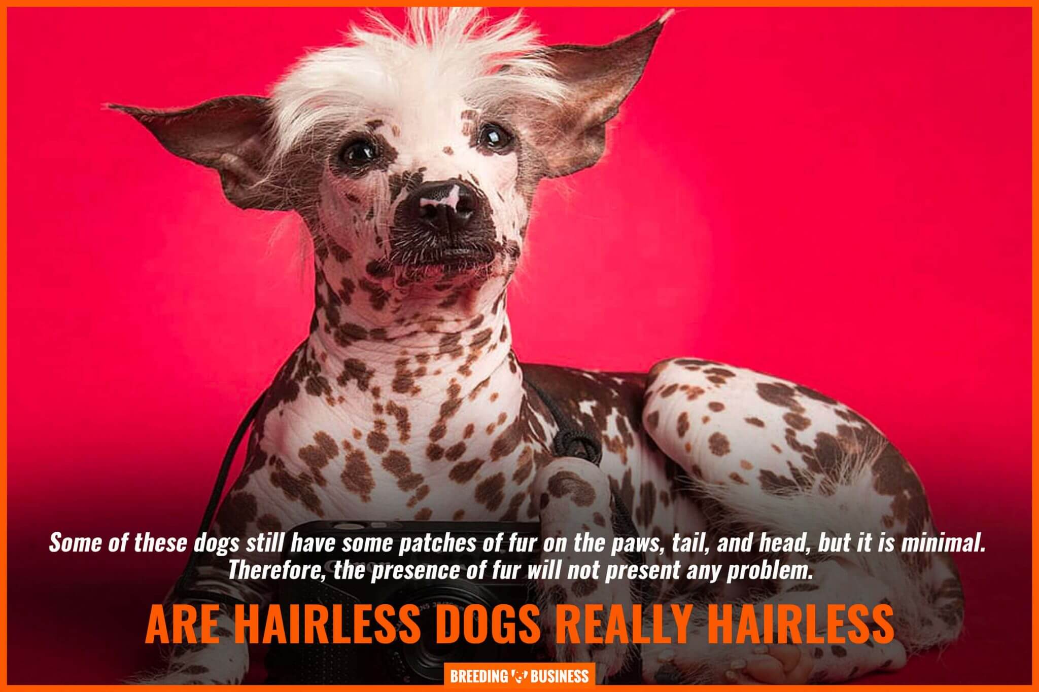 Hairless Dogs – List of Hairless Dog Breeds, Genetics, Grooming & FAQs
