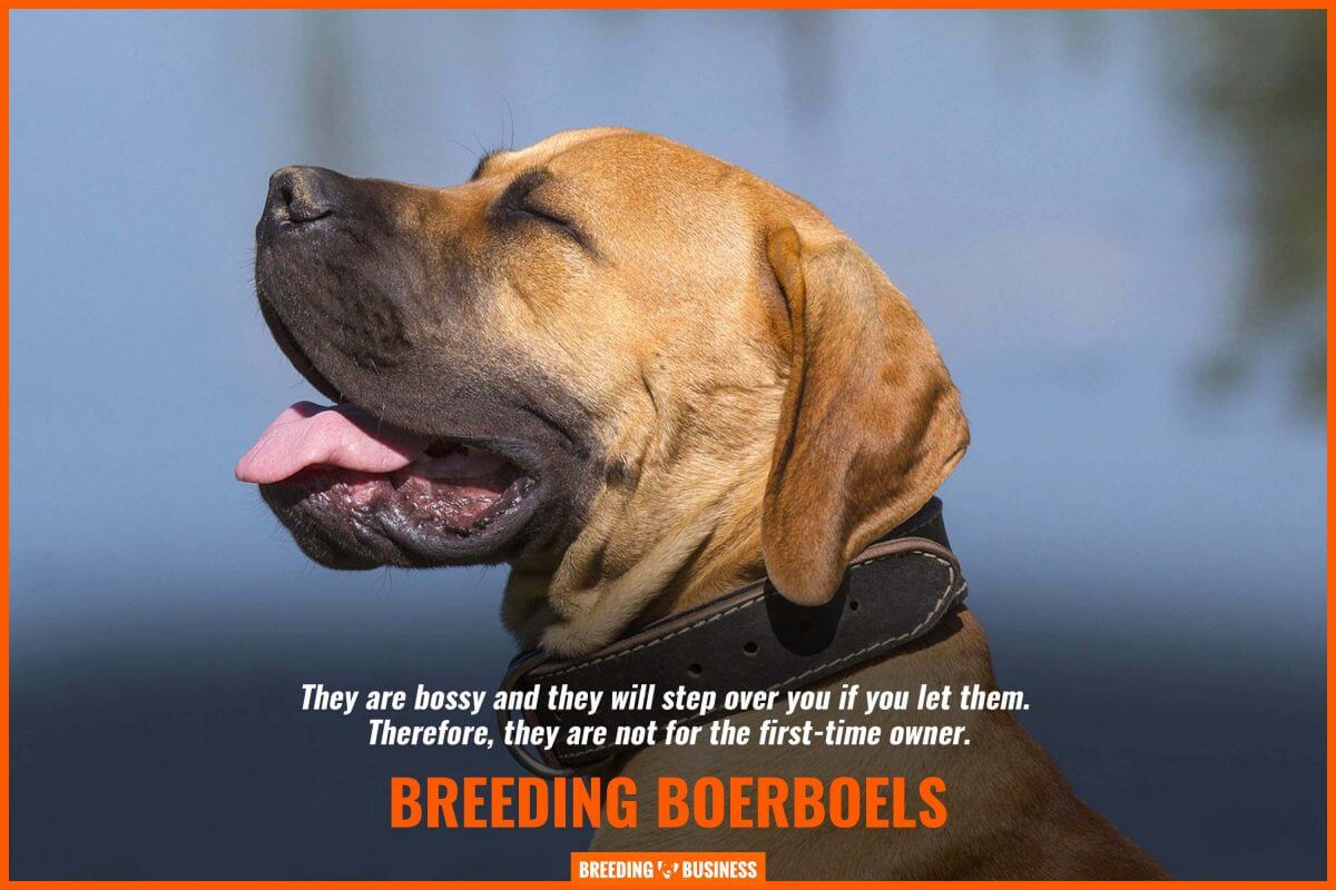 bossiness of boerboels