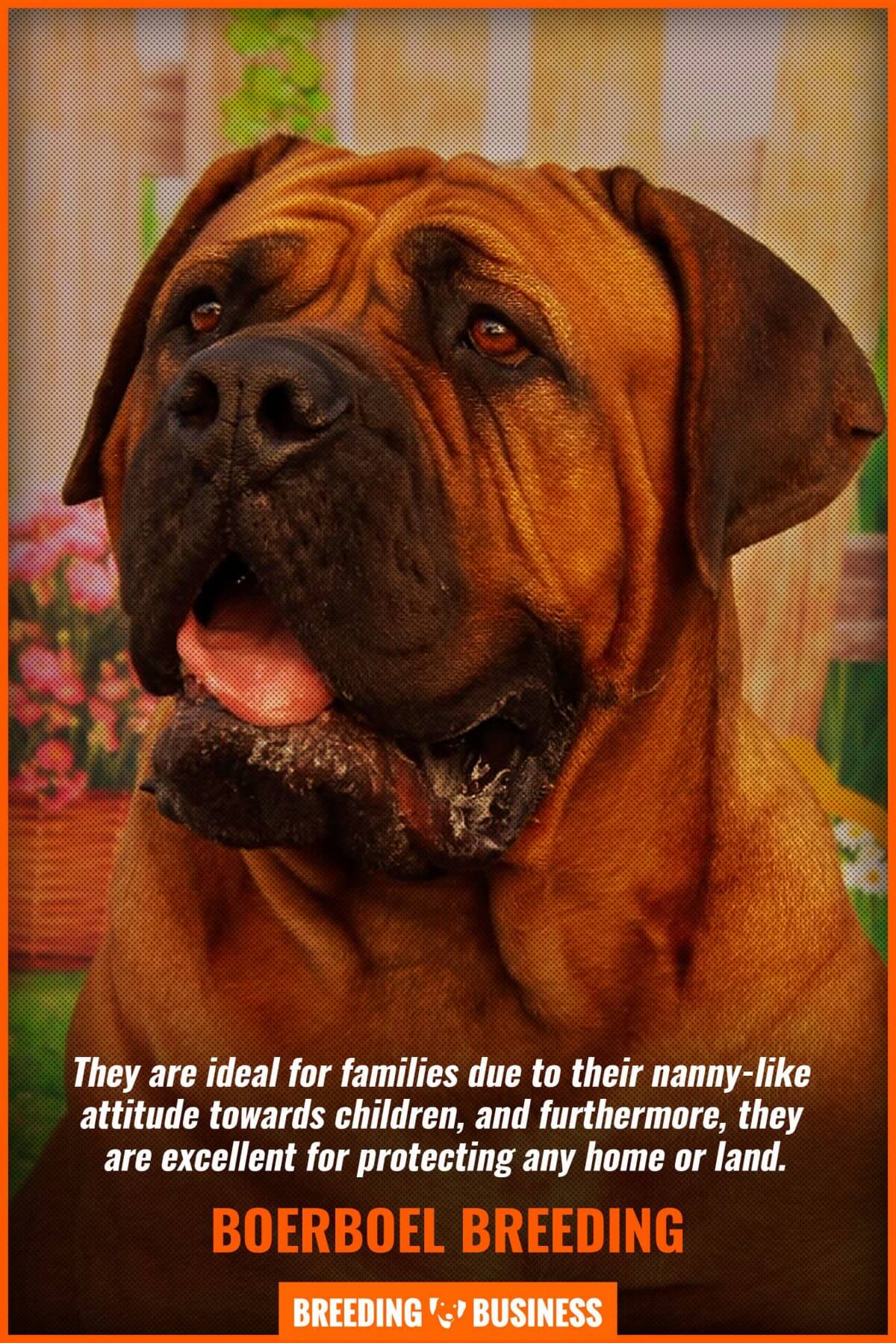 how much do boerboels cost