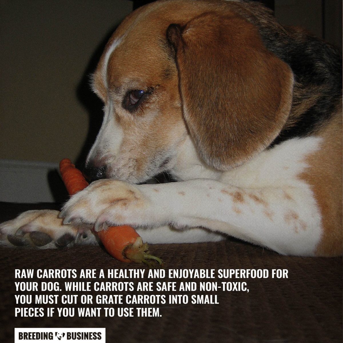 carrots to get rid of dog worms