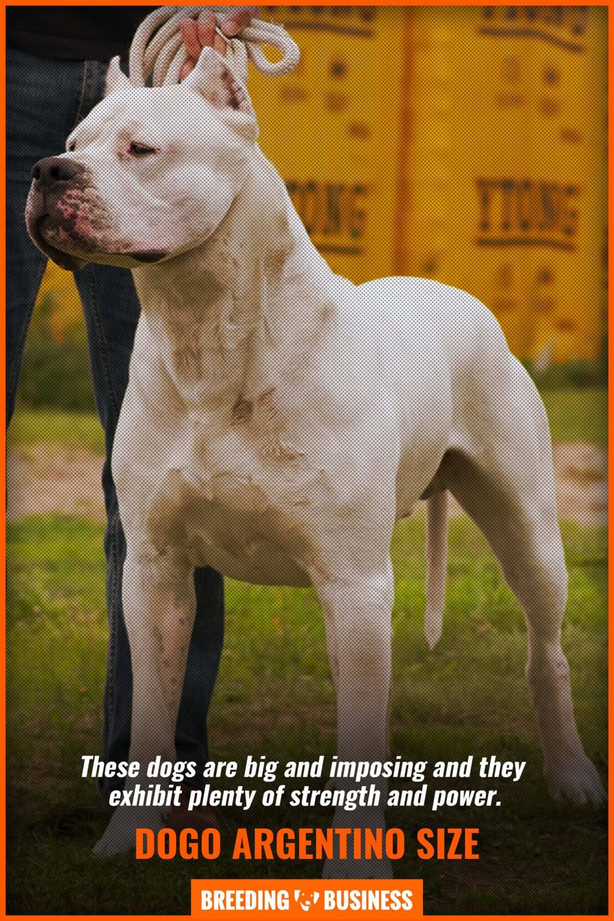 dogo argentino size