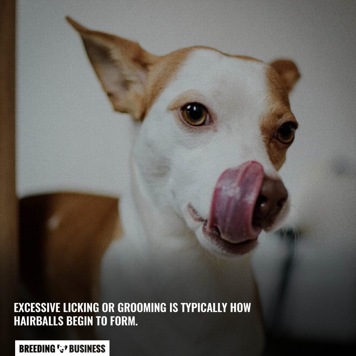 Excessive licking causes hairballs in dogs.