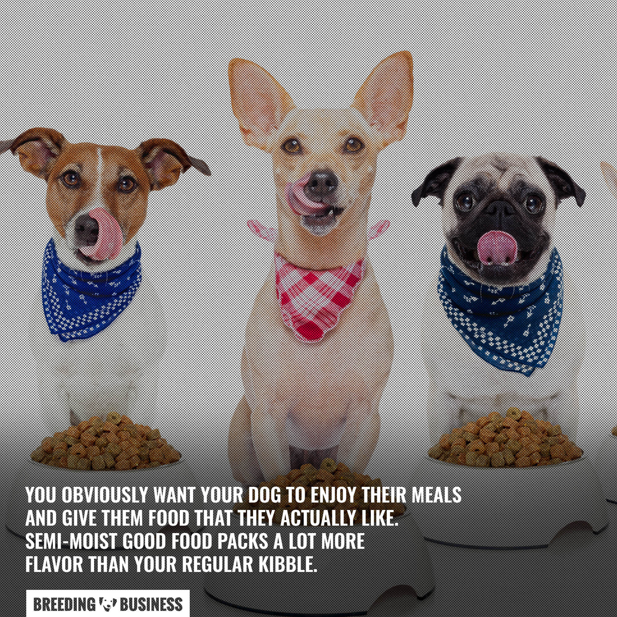 Best soft dry puppy food