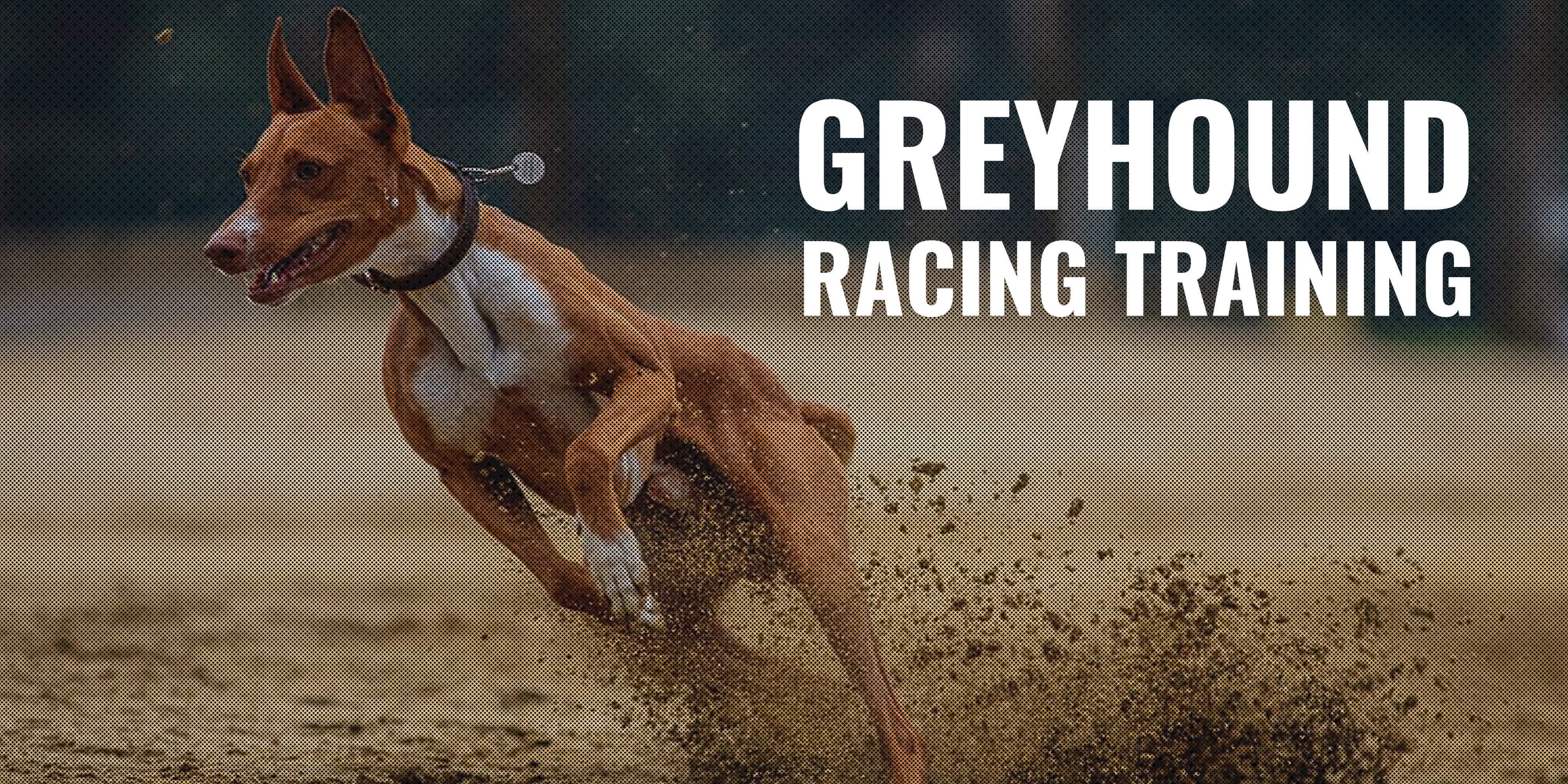 training racing greyhound dogs