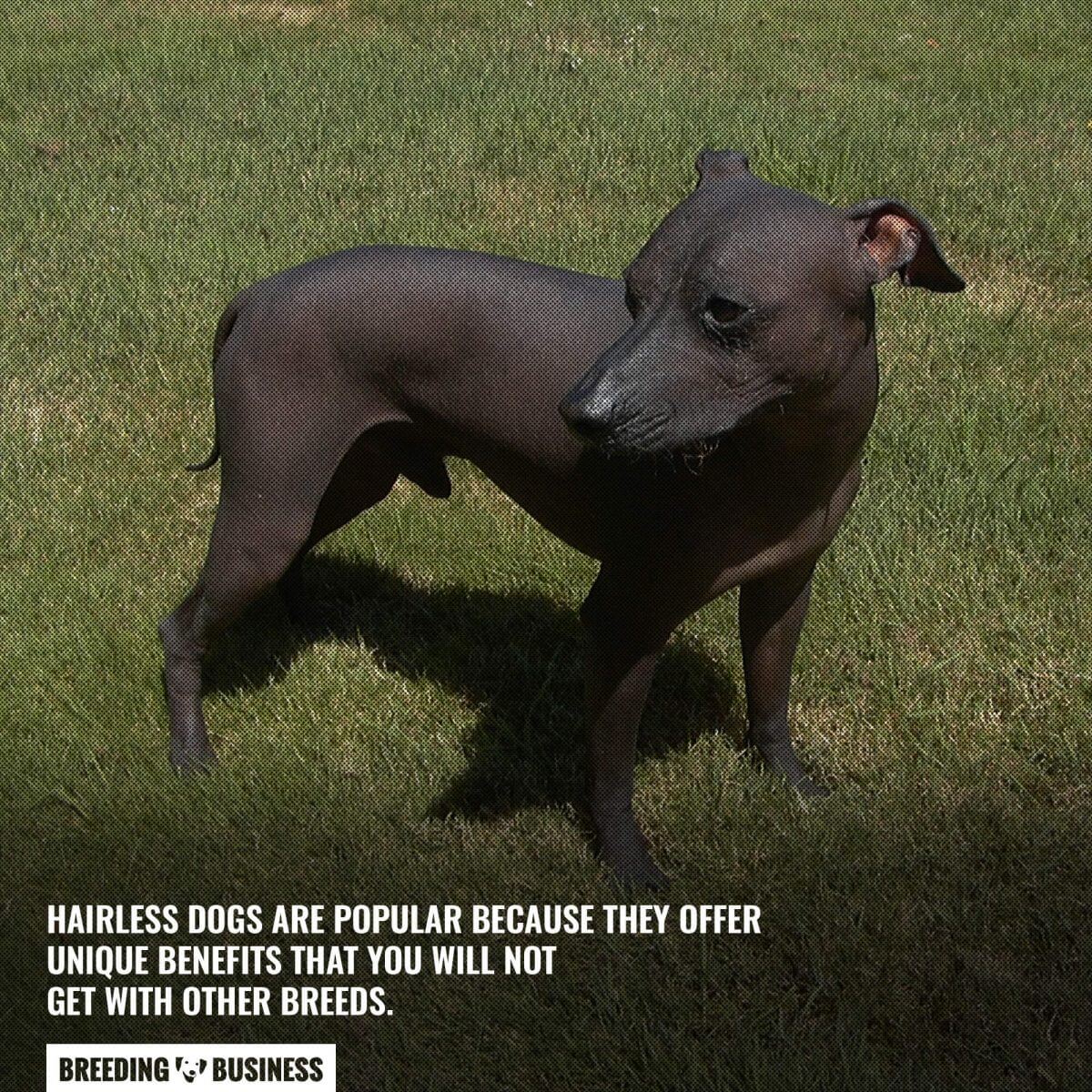 hairless dogs are unique