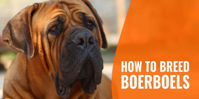 How To Breed Boerboels – History, Health Concerns, Breeding & FAQs