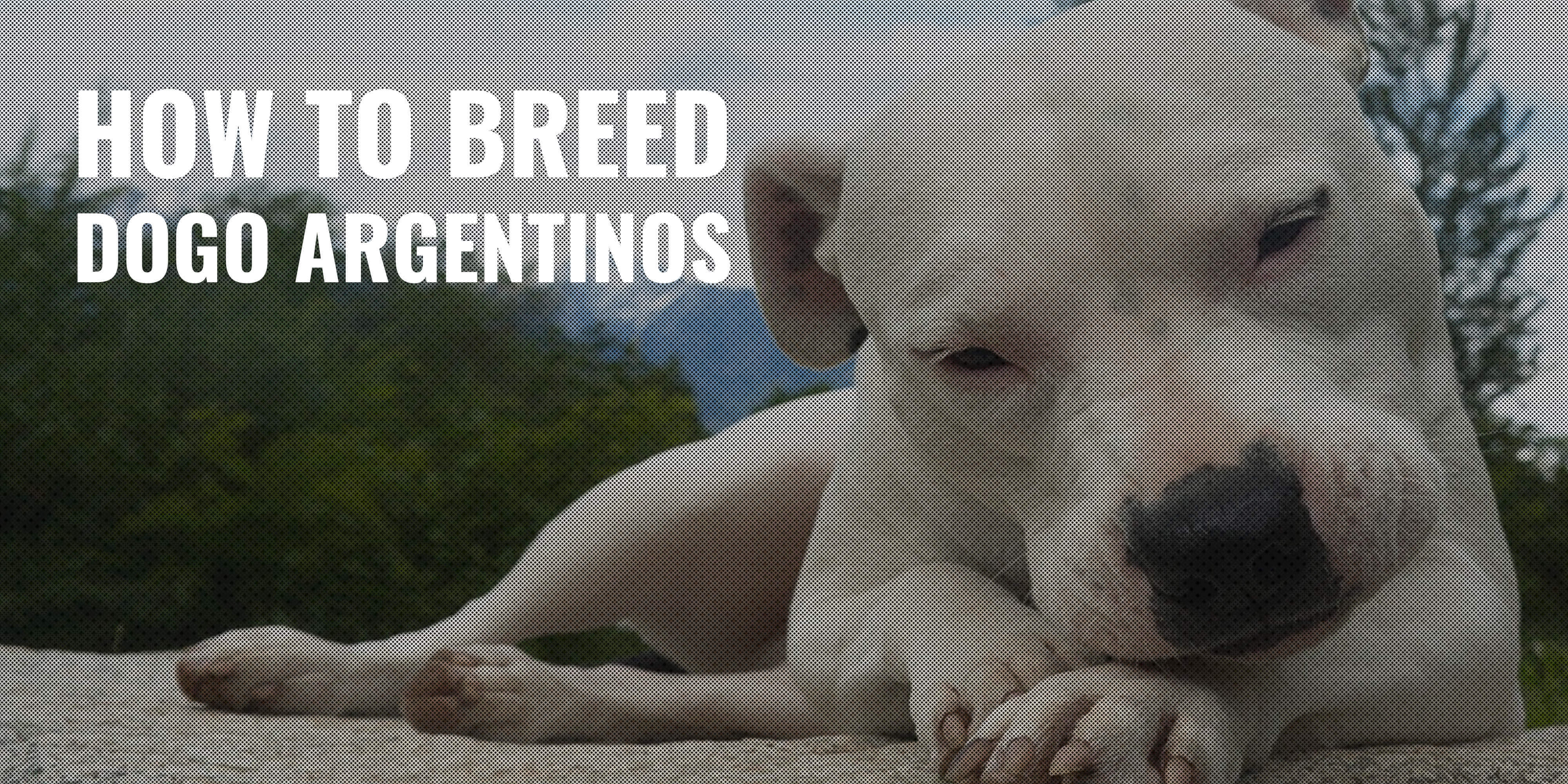 how to breed dogo argentinos