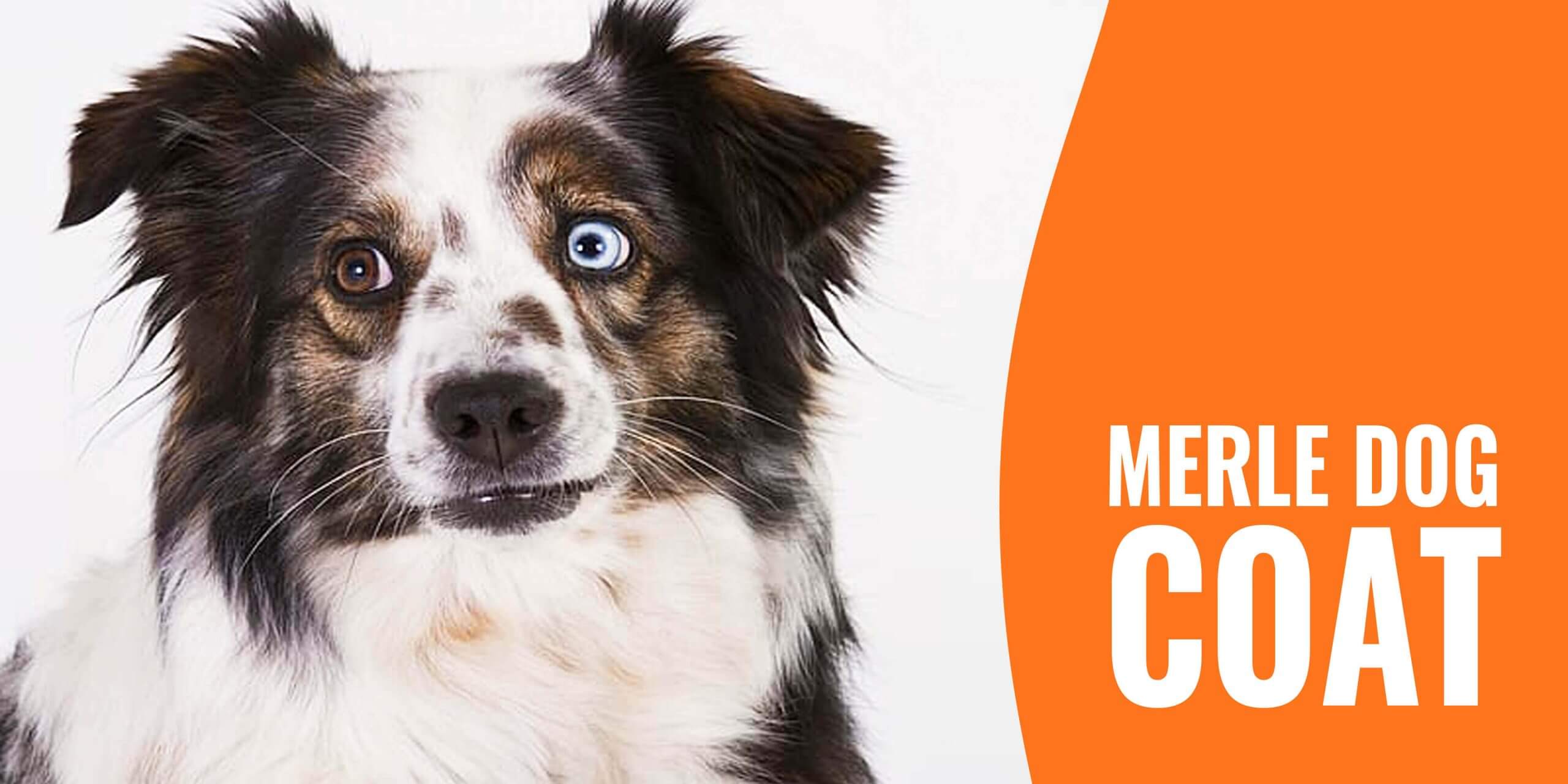 what makes a dog a blue merle