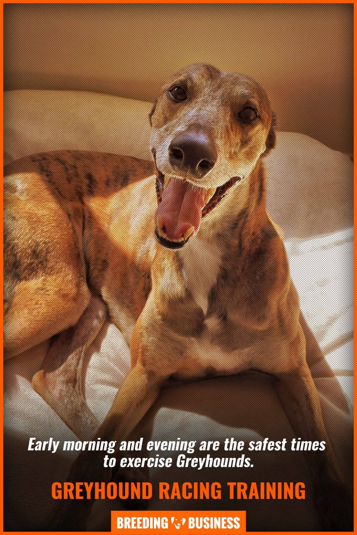 Are Greyhounds morning or evening dogs?