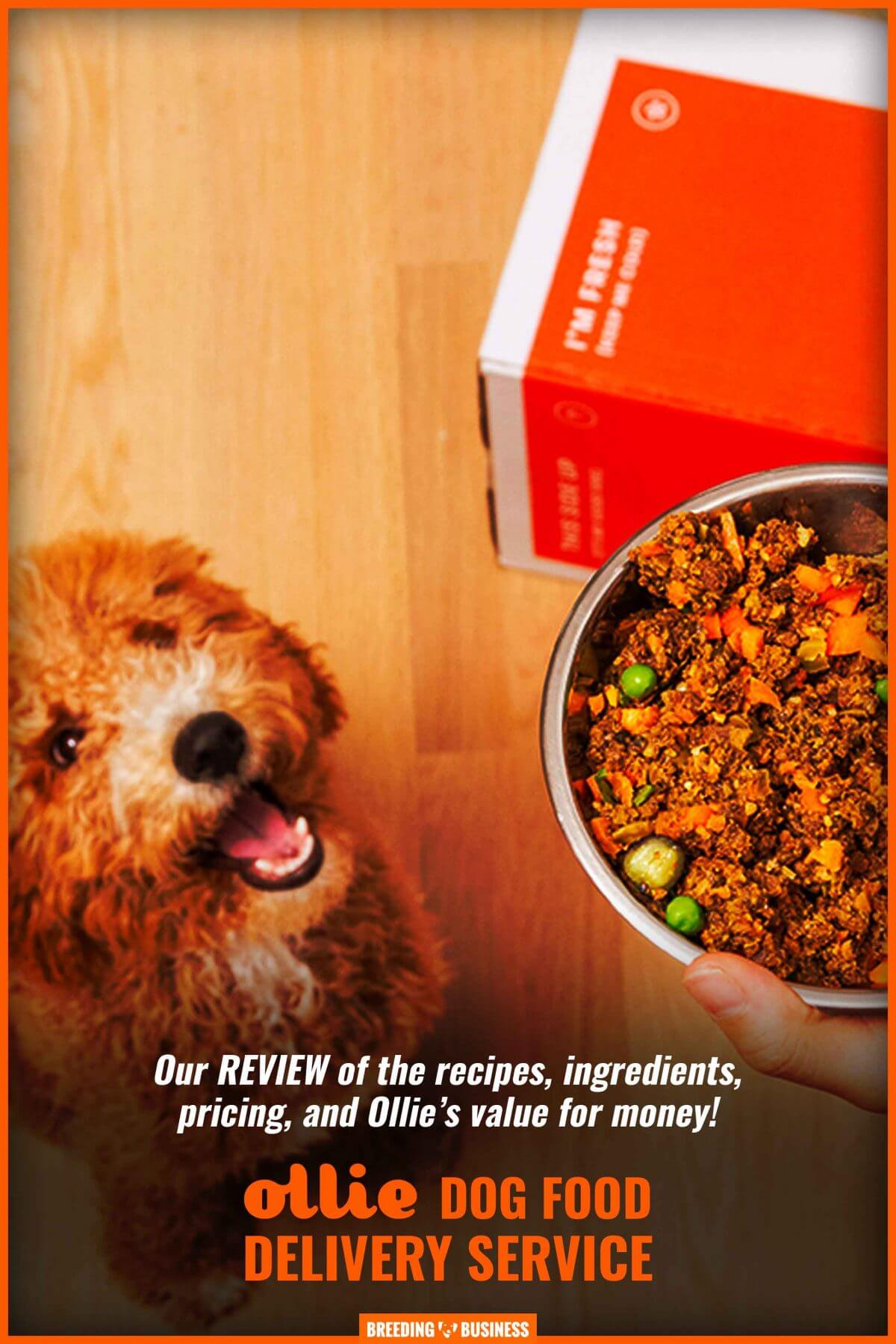 Ollie Dog Food Review Price, Delivery, Recipes, Benefits & FAQ