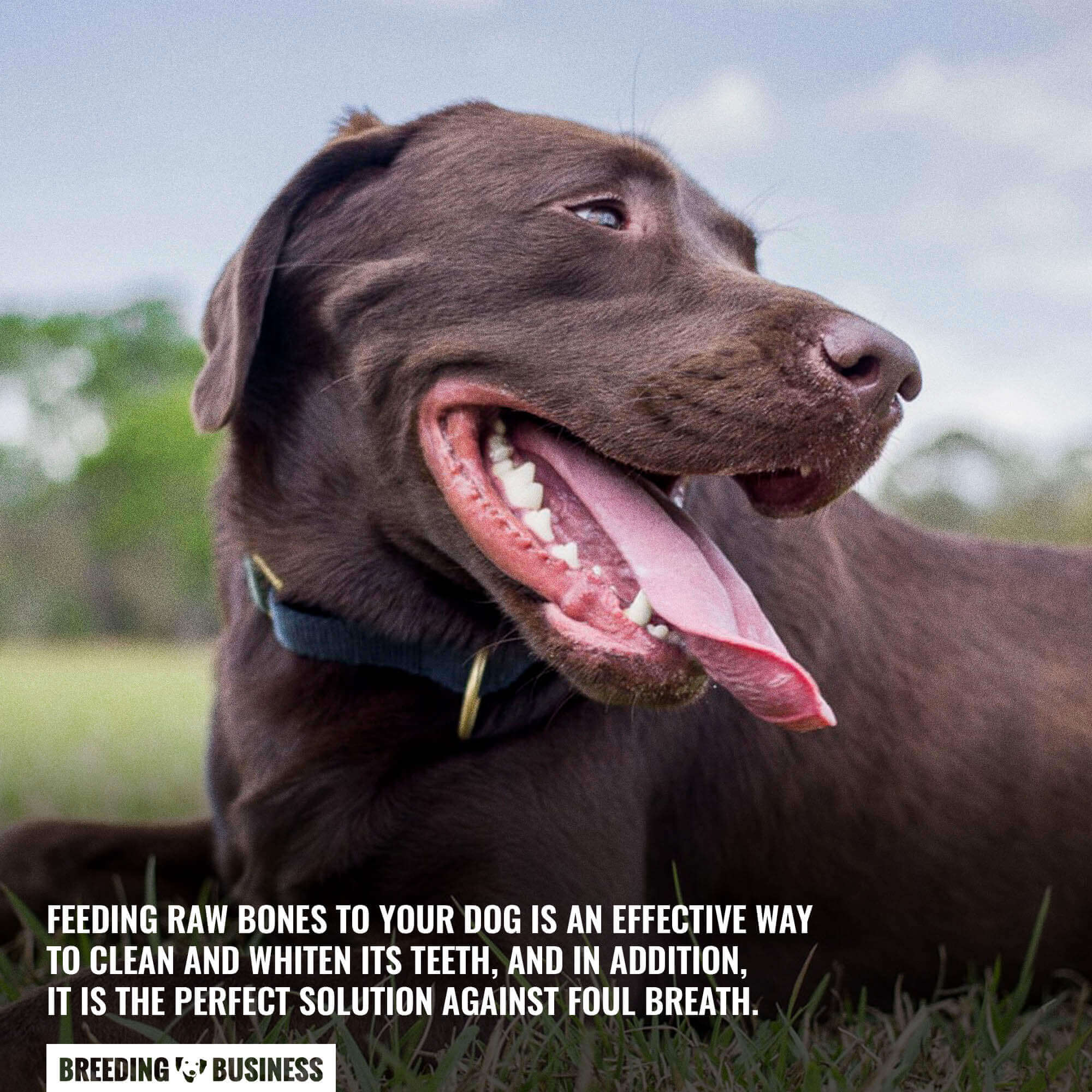 View of Dog Teeth Whitening – Top 5 Best Dog Teeth Whiteners, DIY & FAQs
