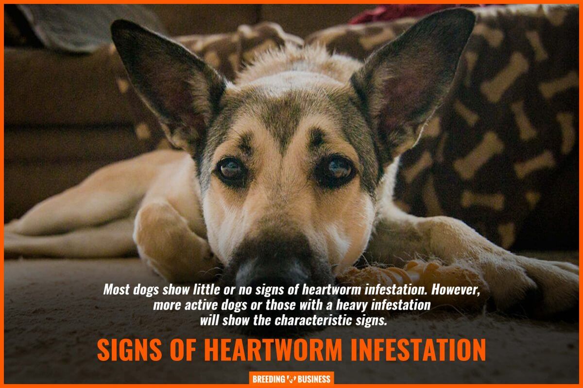 signs of a heartworm infestation in dogs