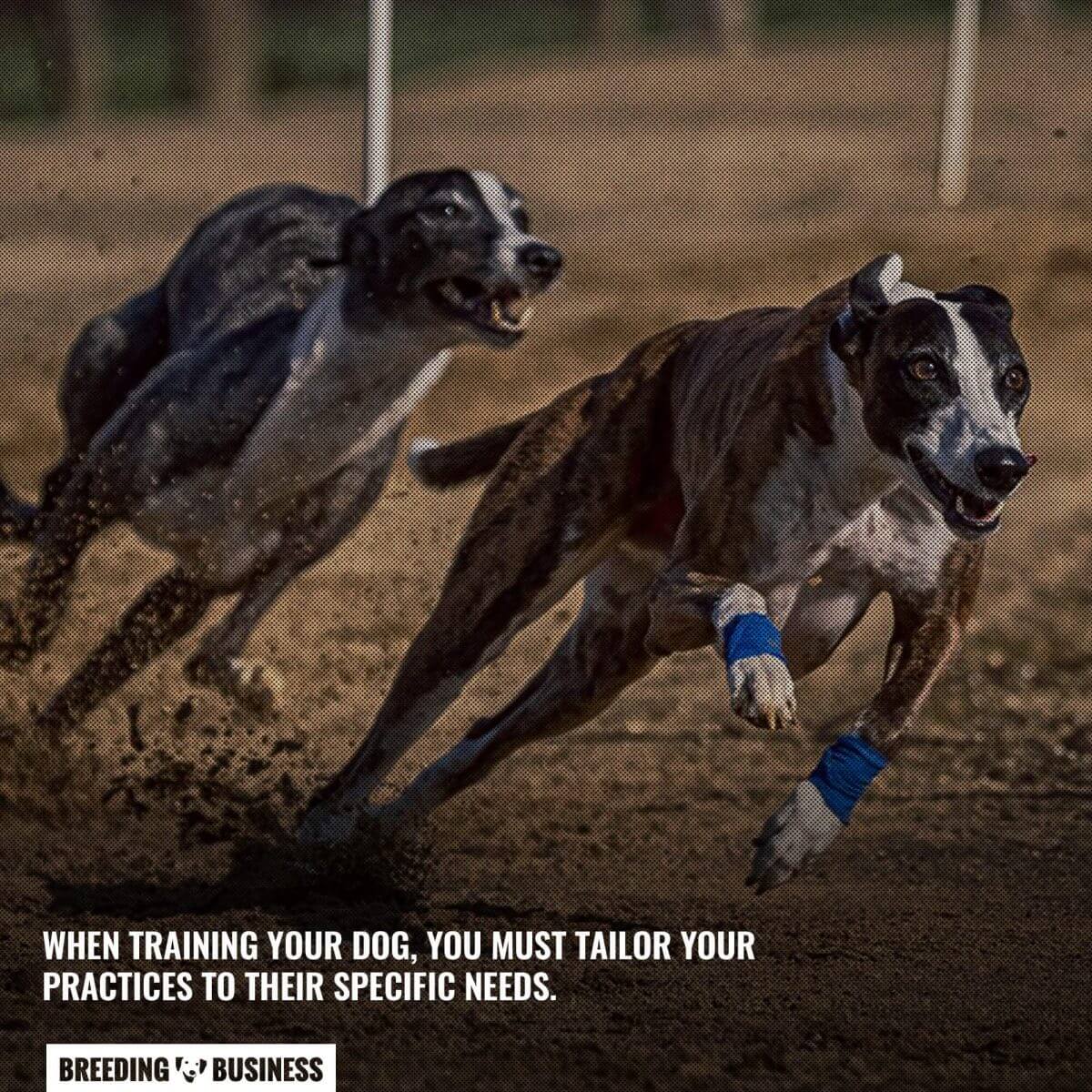 personalized training schedule for racing greyhounds