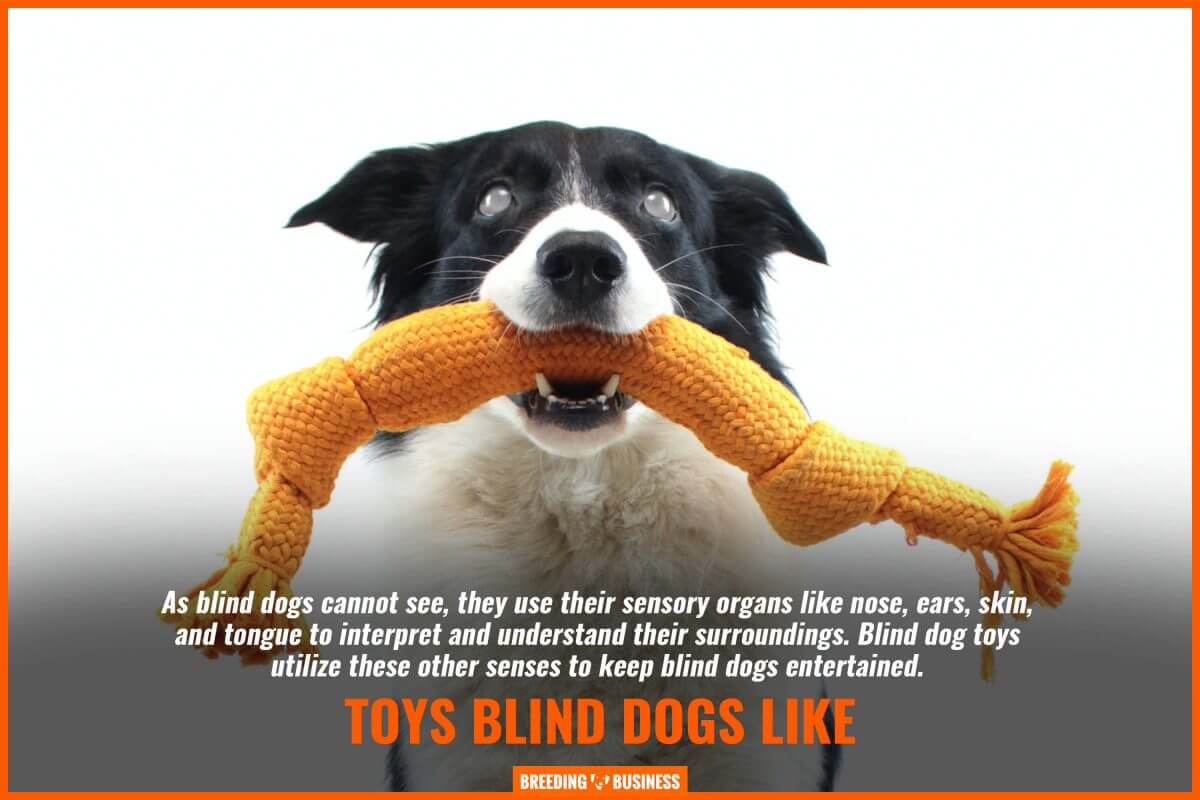 toys blind dogs like