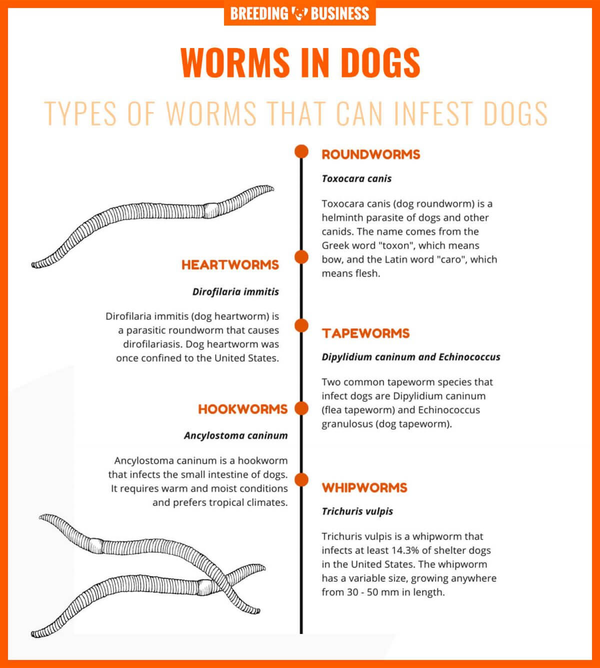types of canine worms
