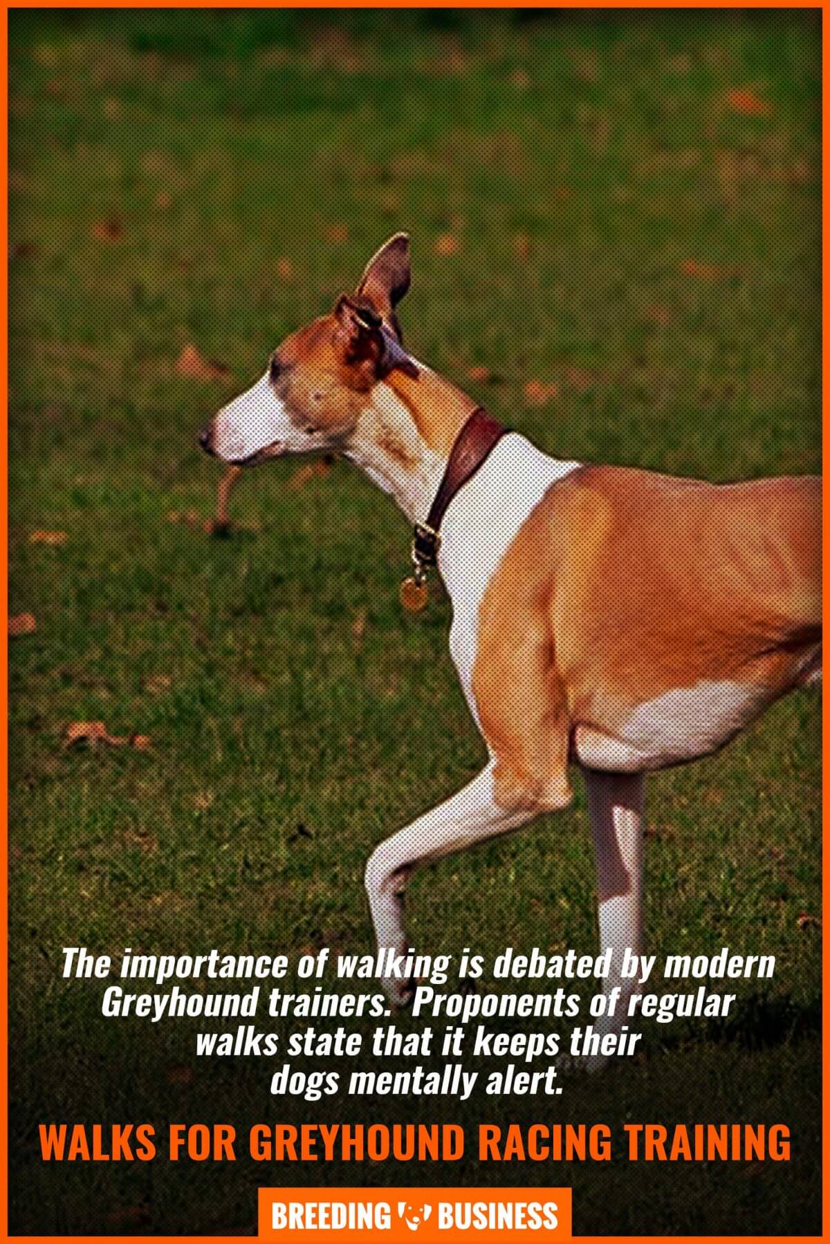 Walks for Racing Greyhounds.