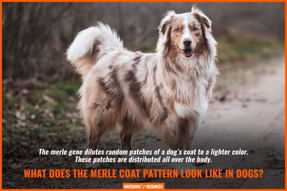 Merle Dog Coat Breeds Genetics Double Merle Patterns FAQ Merle Dog Coat Breeds Genetics Double Merle Patterns FAQ