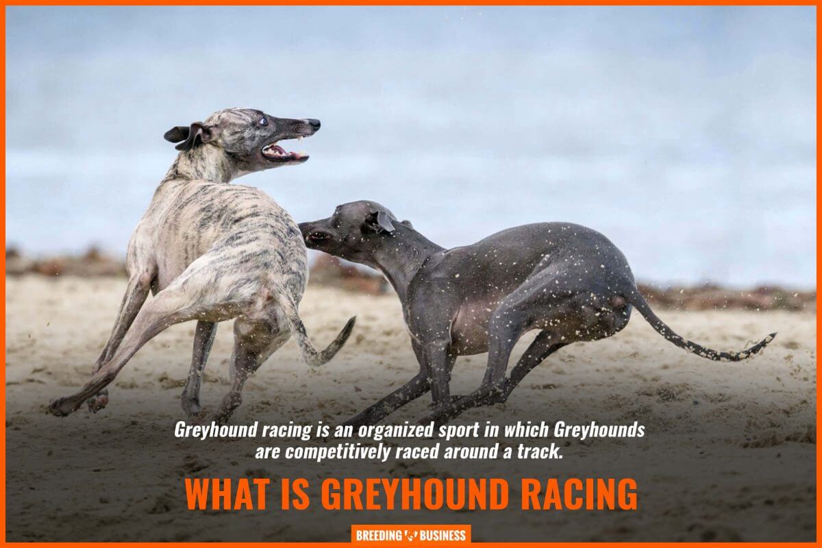 what is greyhound racing