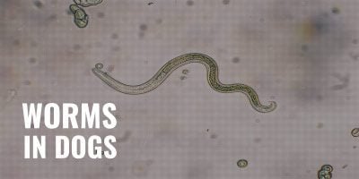 Worms in Dogs – Prevention, Dog Worm List, Treatment & FAQs